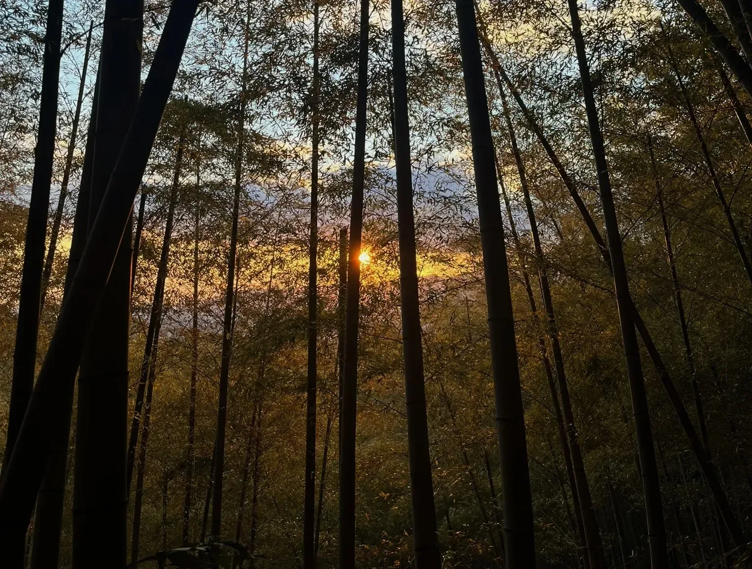 Sunset shining through a bamboo grove
